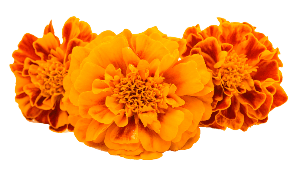 Kirtan with special guest Madhava Naidoo