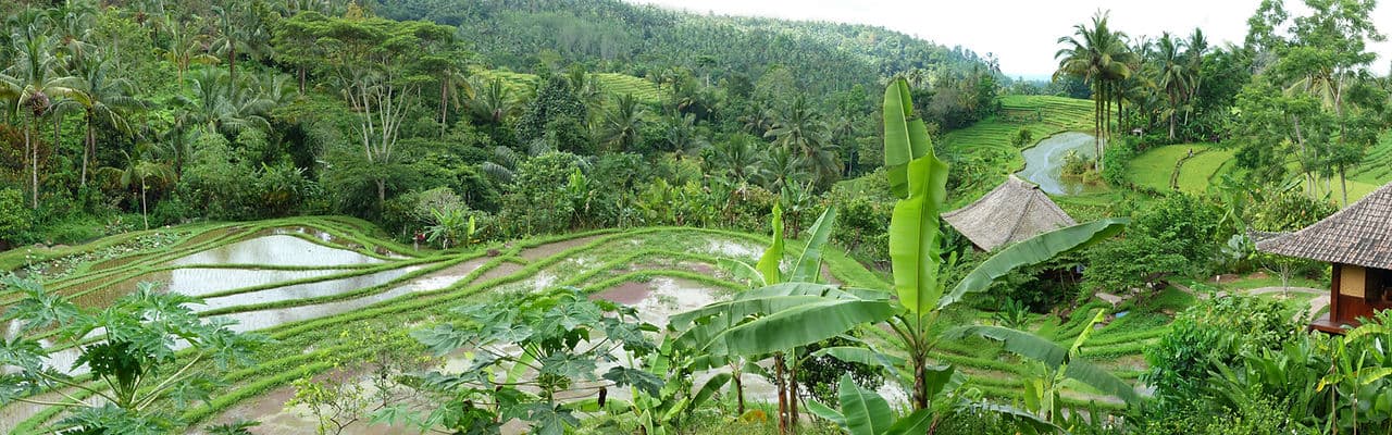 Byron Bay Detox in Bali