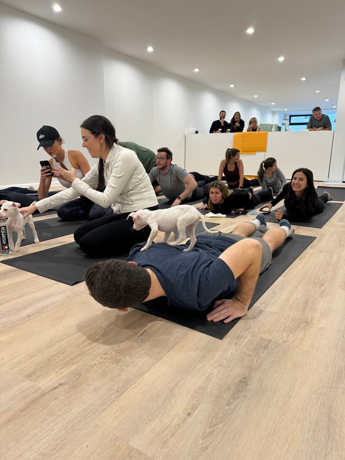 Woof Wellness