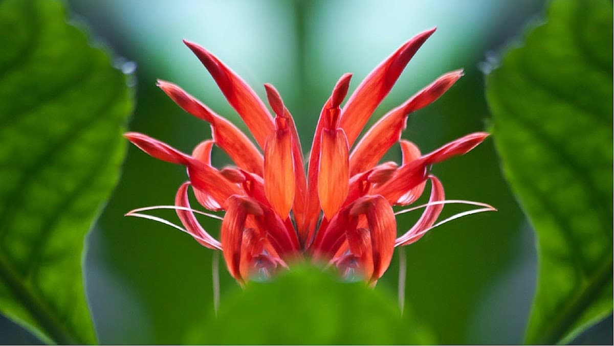 Health & Healing Wellness Centre logo