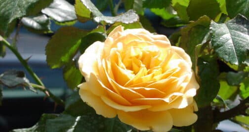 Recorded Custom Guided Meditation