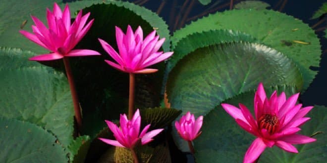 Certified Meditation Teacher Training - Part 2: The Deepening Path