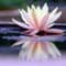 Chiang Mai Holistic