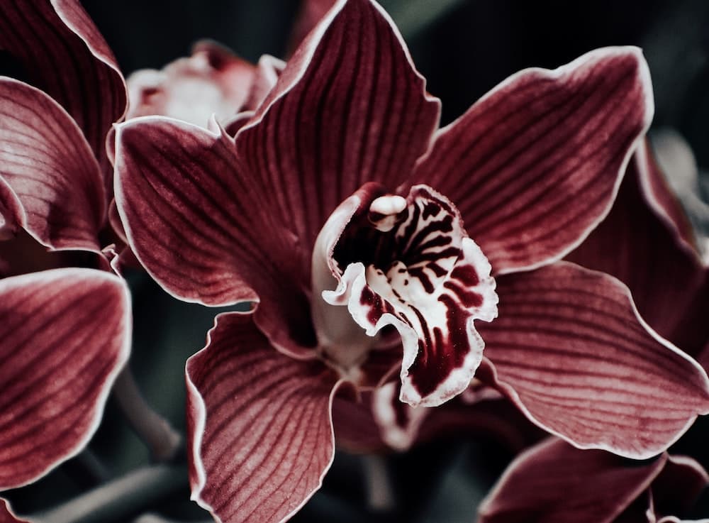 Online Bereavement Support Group | Tuesdays 1