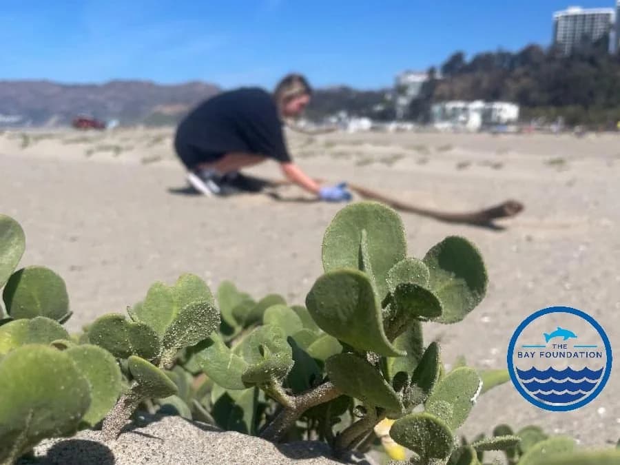 The Bay Foundation & Santa Monica Yoga Morning of Mindfulness and Dune Restoration