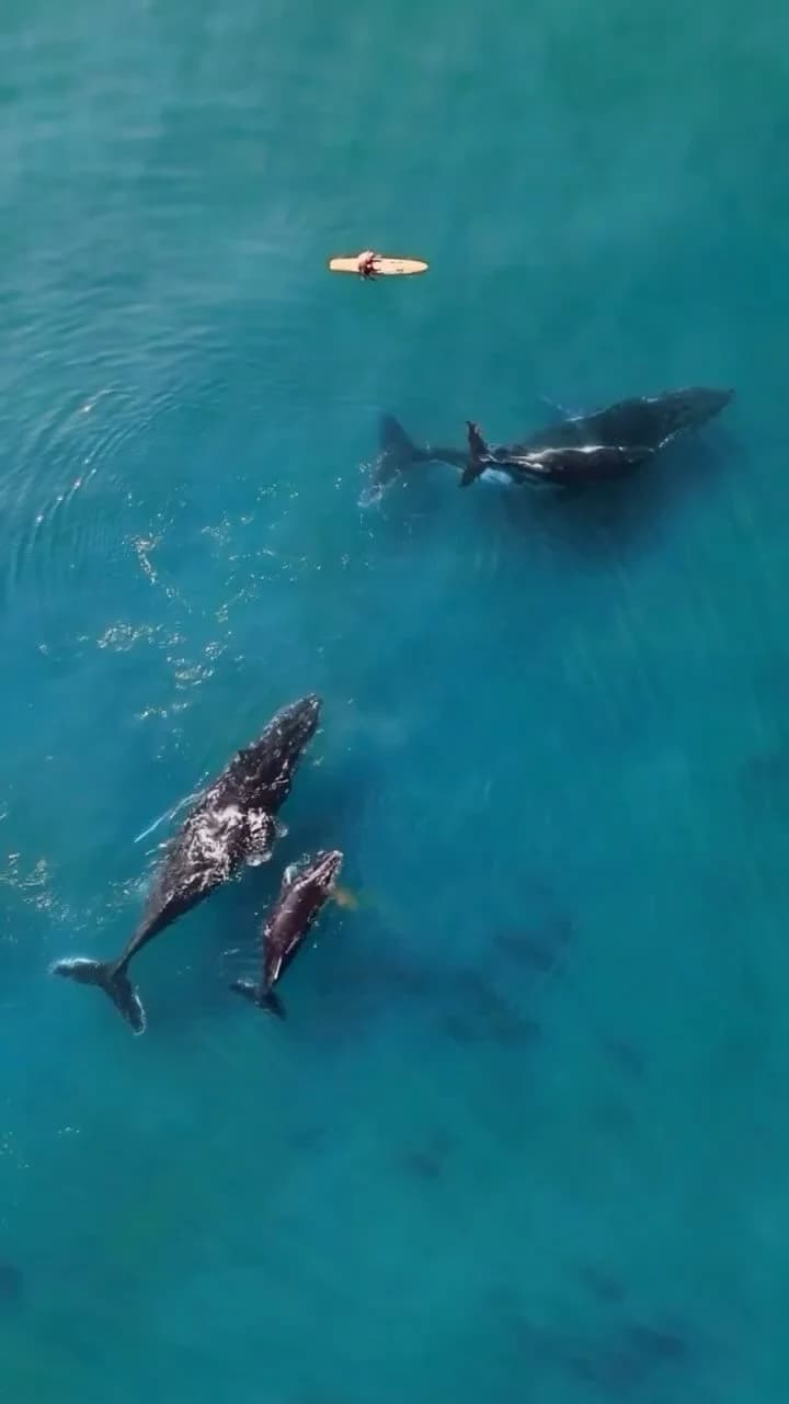 Temple Retreats logo