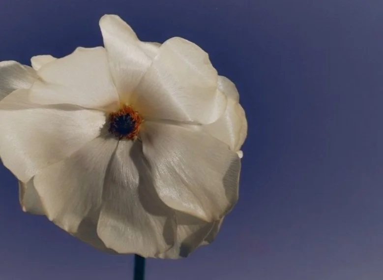 Nervous System Reset Course 1