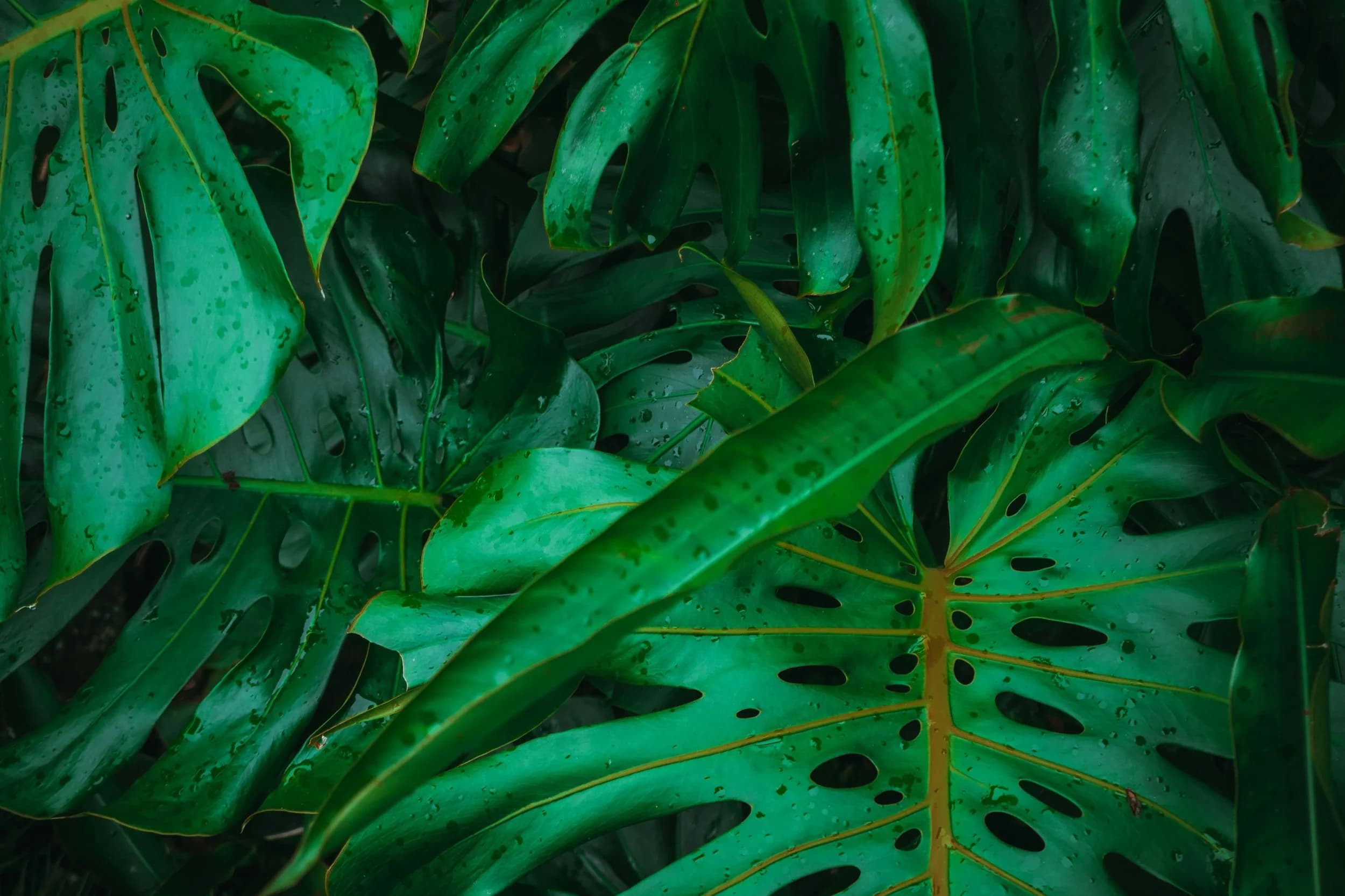 PCOS: Beyond The Diagnosis - A Comprehensive Guide to Harnessing Your Hormones 1