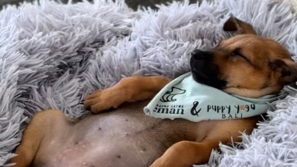 10 April 11.15AM Puppy Yoga Canggu 1