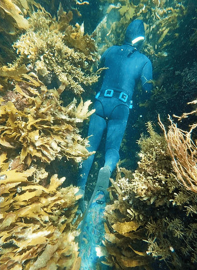 Blueback Tasmania Kelp Forest Adventure